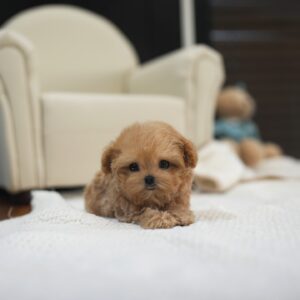 Ruby - Maltipoo