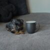 Male teacup Yorkie puppy Cooper available for adoption