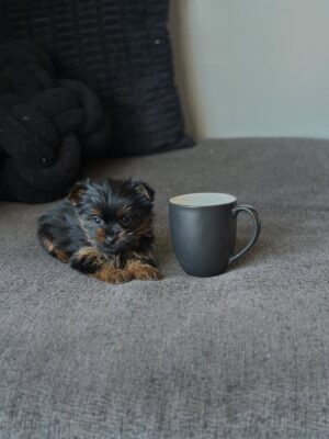 Male teacup Yorkie puppy Cooper available for adoption
