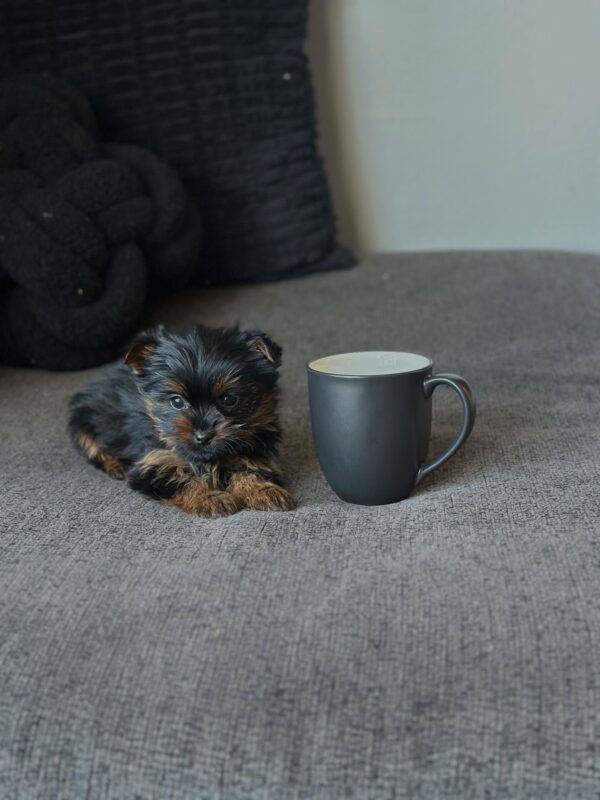Male teacup Yorkie puppy Cooper available for adoption