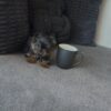 Male teacup Yorkie puppy Cooper available for adoption