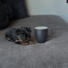 Male teacup Yorkie puppy Cooper available for adoption