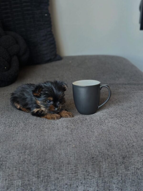 Male teacup Yorkie puppy Cooper available for adoption