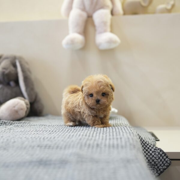 Teddy.jpg Teddy - Maltipoo