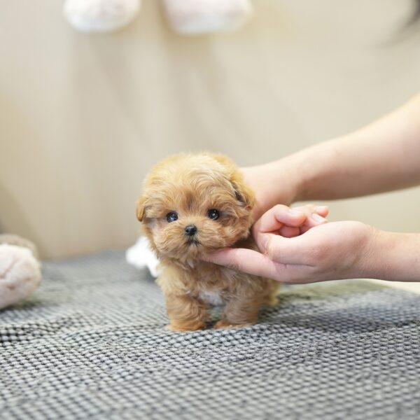 Teddy1.jpg Teddy - Maltipoo