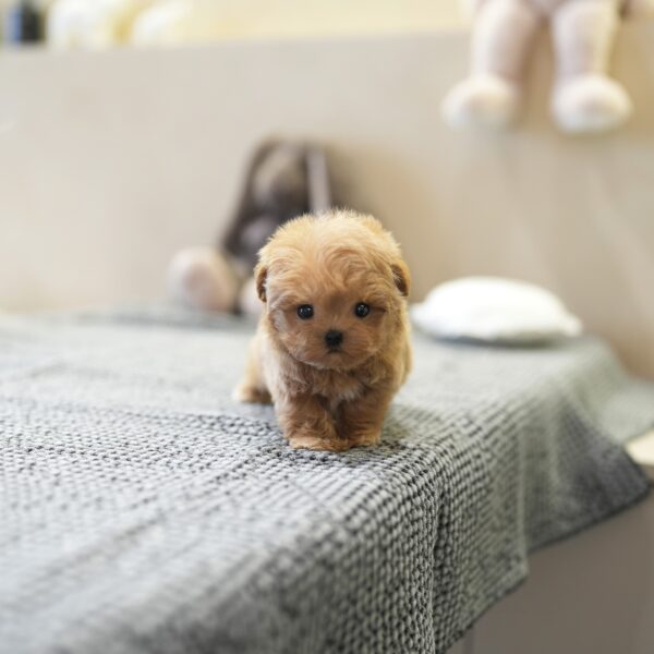 Teddy2-.jpg Teddy - Maltipoo