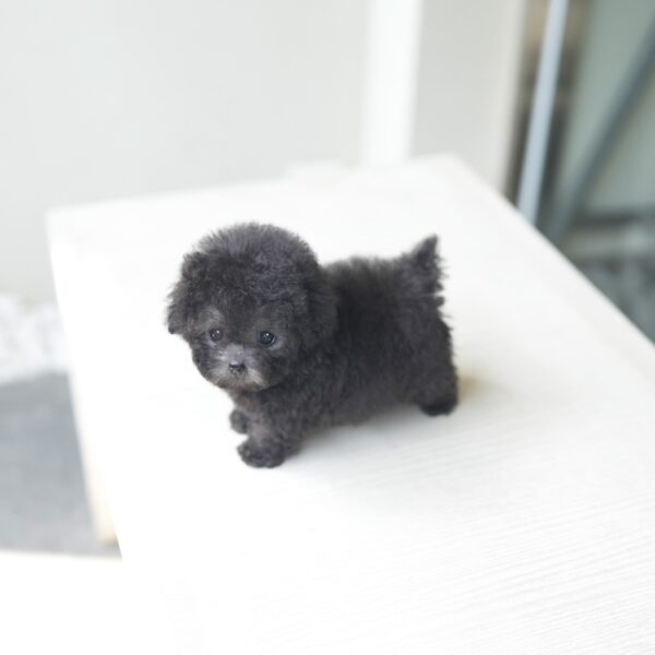 Woopoo - Toy Poodle