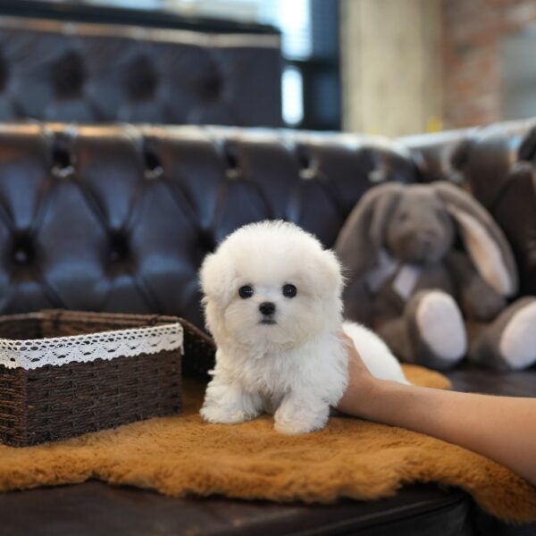 Casper - Bichon Frise