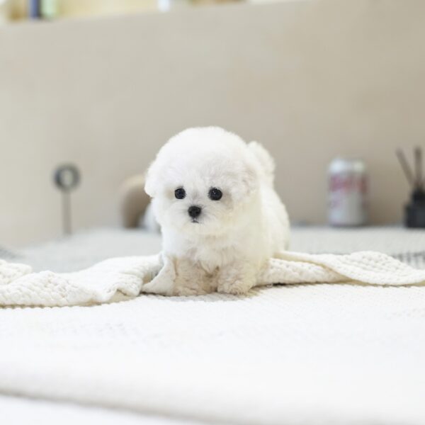 Lumi - Bichon Frise