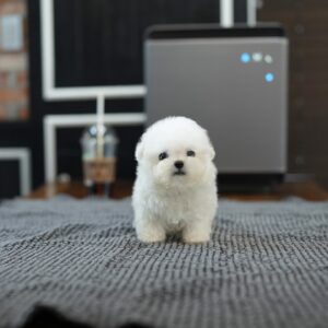 Prince - Bichon Frise