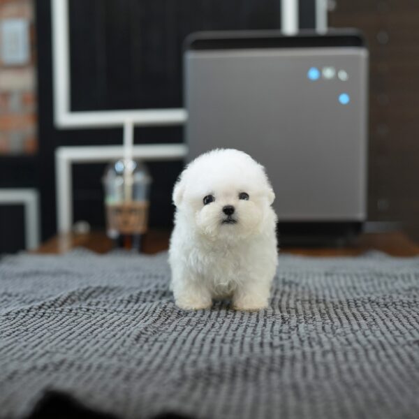 prince.jpg Prince - Bichon Frise