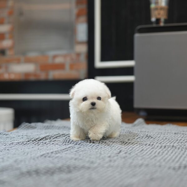 prince1.jpg Prince - Bichon Frise