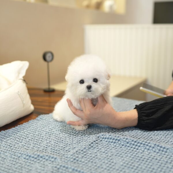 prince3.jpg Prince - Bichon Frise