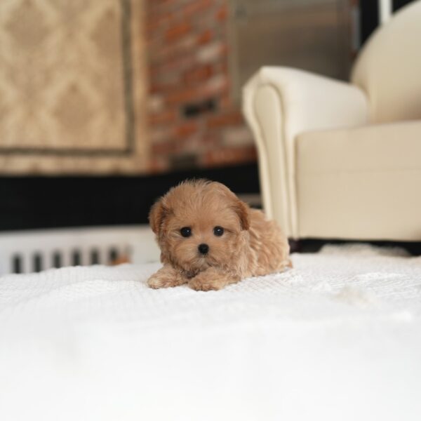 ruby2.jpg Ruby - Maltipoo