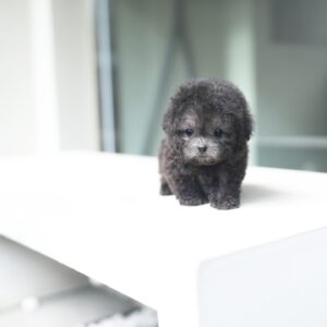 Woopoo - Toy Poodle