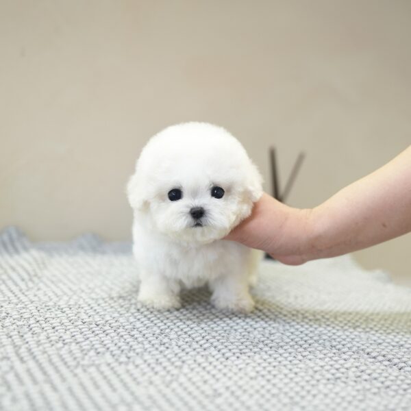Lumi - Bichon Frise